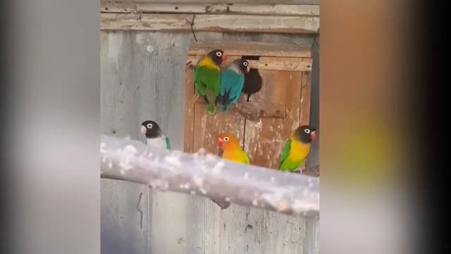 Неразлучник Фишера! Масковый неразлучник смотреть онлайн