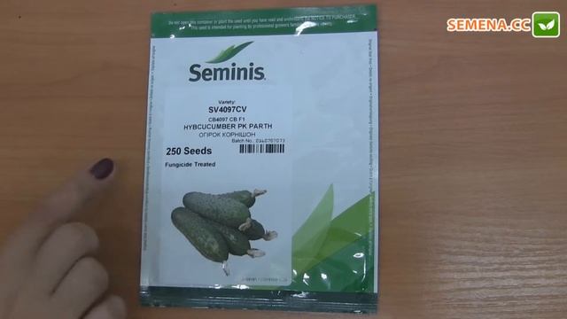 СВ4097 F1 огурец (Seminis) Антифейк