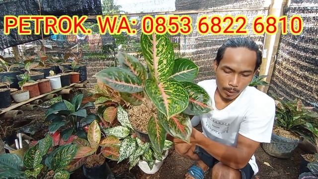 AGLONEMA rumpunan jumbo jumbo. rimbun rimbun. смотреть онлайн