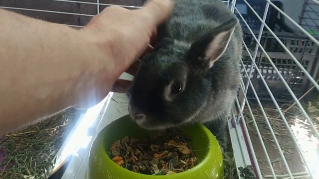 Чем кормят кроликов профессионалы? смотреть онлайн