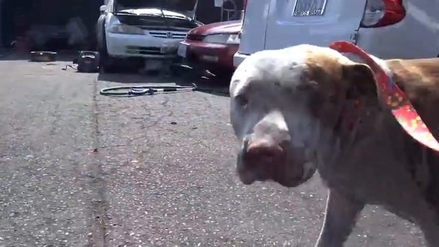 ЛЕНИВЕЦ Vs ЛЕНИВЕЦ.Версус животных.Brave Wilderness