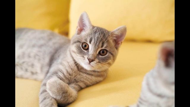 Самые Ми-Ми-Милые фото котов, кошек и котят! Подборка 2019!!! смотреть онлайн