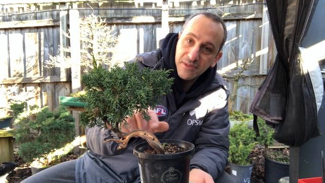 Creating a mini bonsai shimpaku juniper смотреть онлайн