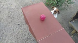 Джек Рассел Терьер Джеки