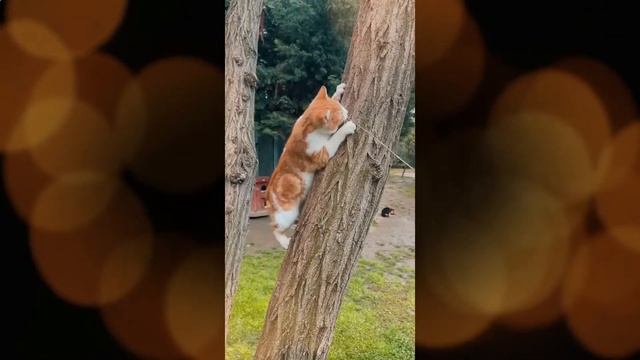 Ваш хвостатый питомец: влажный корм монж для кошек. смотреть онлайн