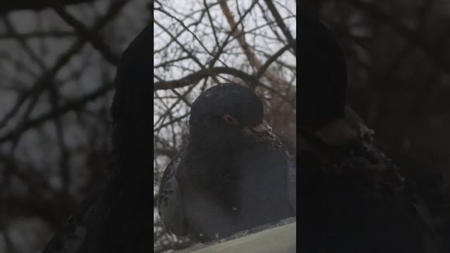 Налёт на кормушку, голубь прогнал воробьёв и синиц. смотреть онлайн