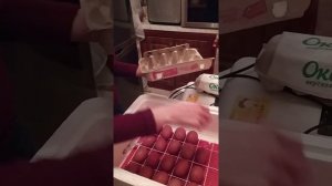 Схема инкубации куриных яиц в инкубаторе Несушка.