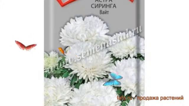 Астра обыкновенный Вайт ? обыкновенный астра Вайт обзор: как сажать, семена астры Вайт смотреть онлайн