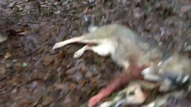 Охота на барсука с лайкой смотреть онлайн