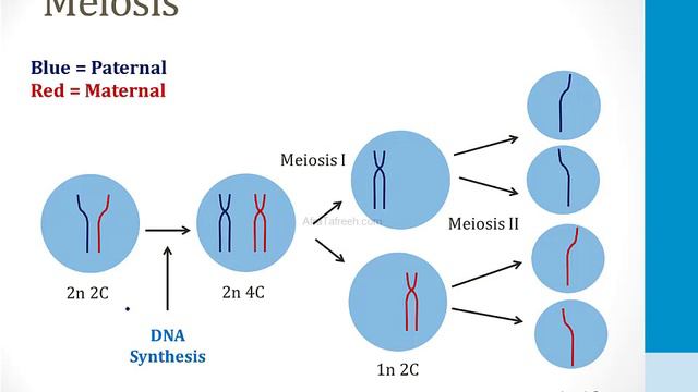 Reproductive - 2. Pregnancy - 1.Spermatogenesis And Oogenesis Atf