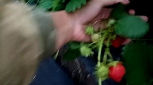 Обзор: Клубника сорт Шарлотта, ремонтантная француженка с изумительным вкусом и ароматом г. Омск.