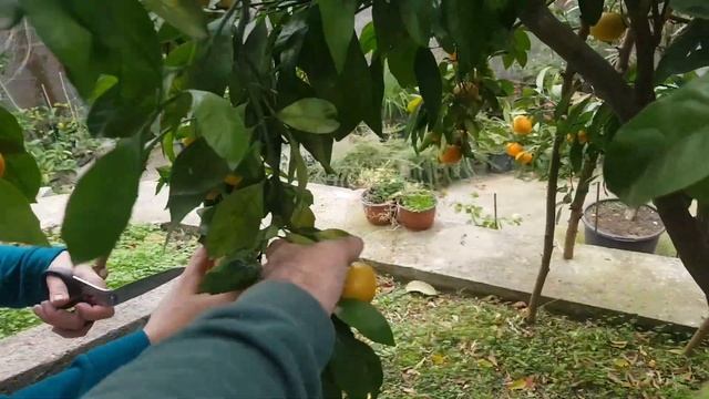 Вот и пришло время собирать мандарины. смотреть онлайн