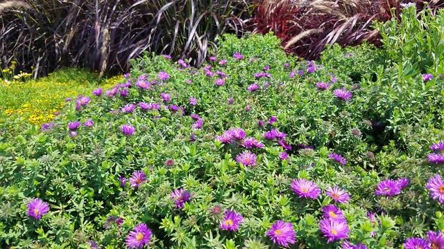 Aster Purple Dome смотреть онлайн