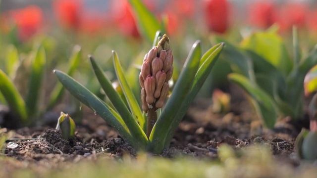NETHERLANDS  -  Keukenhof 2021 Episode 2