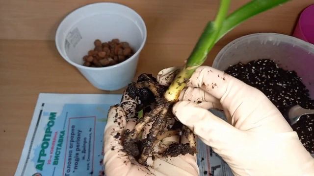 Цвет кливии, пересадка, нюансы ухода смотреть онлайн