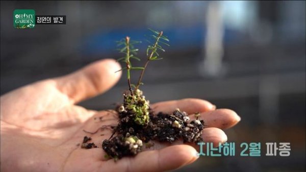 [ SUB ] 도심 속 정원, 한라수목원 A Garden in A Downtown | 정원의 발견 Wonders of Garden | KBS제주20240301방송