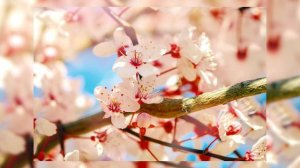 А где мои 16 лет (Кавер). Авт. Б. Давидян