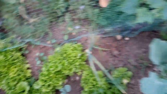 Смешанные посадки растений в открытом грунте смотреть онлайн