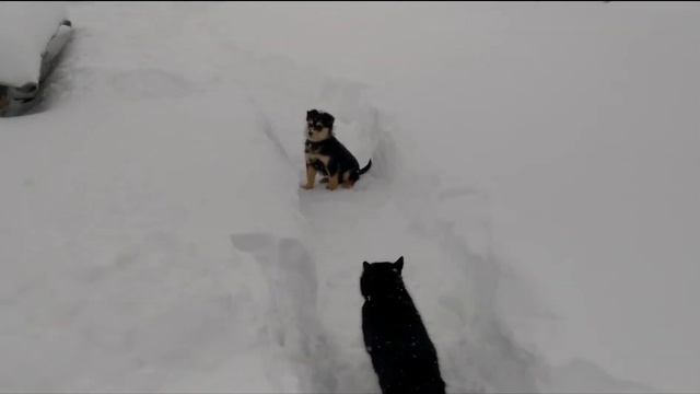 Дворняжка. Рассказ о нашей собаке. Дворняжка - верный друг/Розповідь про нашого песика смотреть онлайн