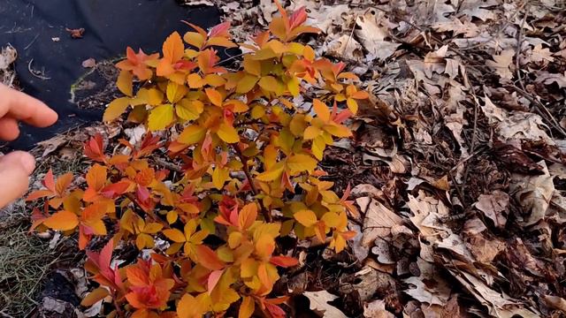 Spiraea japonica Спірея японска Double play Big Bang смотреть онлайн