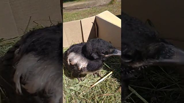 НАШЛИ ВОРОНЁНКА смотреть онлайн