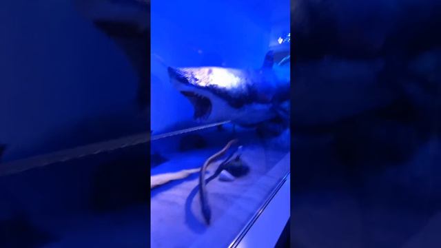 Настоящая акула и рыба пила смотреть онлайн