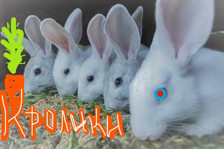 Кролики в деревне. Чем мы кормим кроликов - смотри внутри. Агротуризм. смотреть онлайн