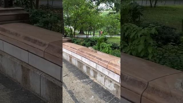 Таймс Сквер Центральный Парк нью Йорк США красота SHORTS смотреть онлайн