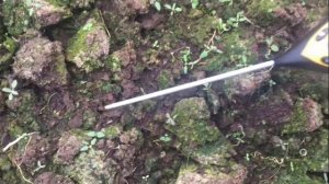 Как избавиться от зеленой почвы