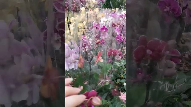 Ого?, вот это завоз орхидей в Леруа Мерлен г. Омск смотреть онлайн