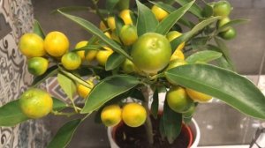 Уход и выращивание цитрусовых дома/ мандарин,лимон?