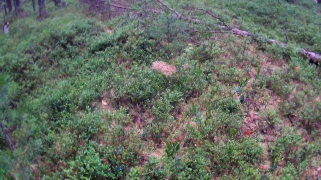 Черника,лето 2023 год,поиск ягоды. смотреть онлайн