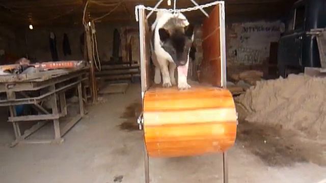 акита на беговой дорожке смотреть онлайн