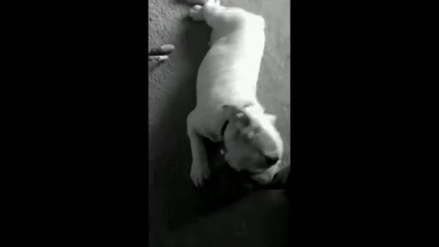 An English Bulldog Movie смотреть онлайн