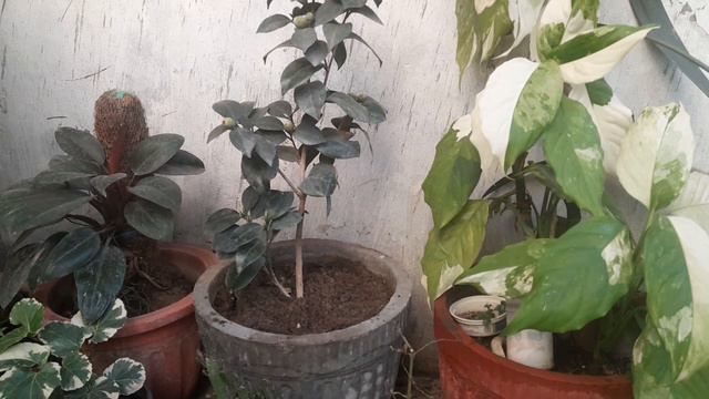 Camellia plant #how to care #how to fertilize and potting standard смотреть онлайн