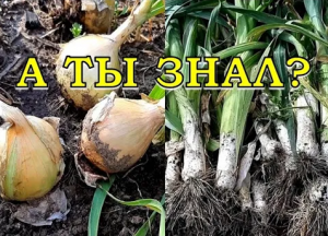 ЛУК ПОРЕЙ и ЭКСИБИШЕН: секреты выращивания☝☝☝