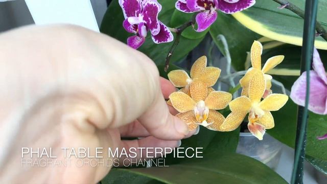 Цветение ароматных азиатских фаленопсисов (начало апреля 2021) смотреть онлайн