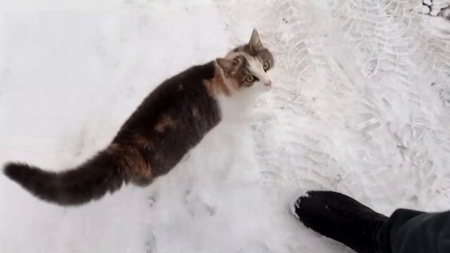 кошки любят когда к ним хорошо относятся смотреть онлайн
