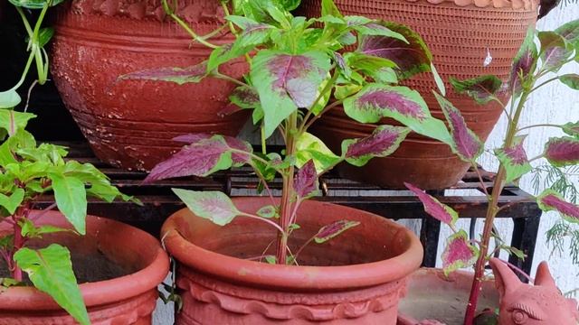 Amaranthus plant/pink stem plant/weeds/ornamental/house plant смотреть онлайн