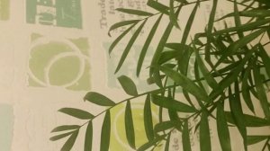 Полив, влажность воздуха и подкормки для Хамедореи.