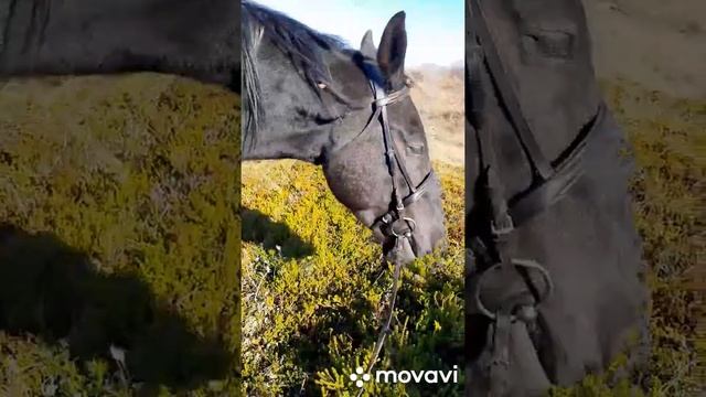 Конная прогулка, сбор шиповника и шикши смотреть онлайн