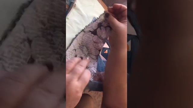 Лоскутик за лоскут так и Роза выросла. Крейзи-Роза??? смотреть онлайн