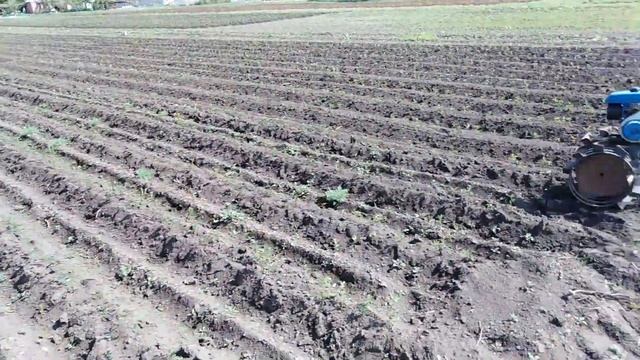Прополка шиповника "ежами". смотреть онлайн