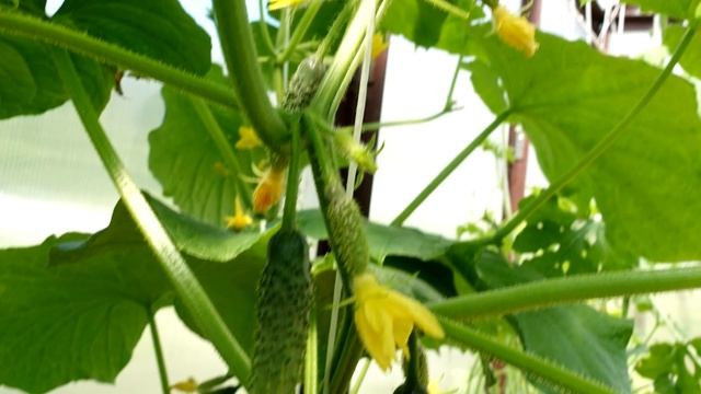 45 ЛЕТ ОГУРЦЫ СПАСАЕТ ОТ ПОЖЕЛТЕНИЯ ТОЛЬКО ГОРСТЬ ЭТОЙ МУКИ! смотреть онлайн