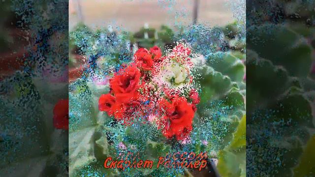 В наличии черенки пеларгоний. смотреть онлайн