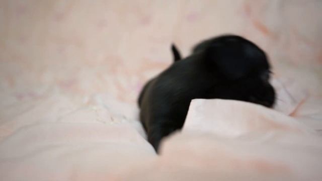 Щенки чихуахуа: черная девочка смотреть онлайн