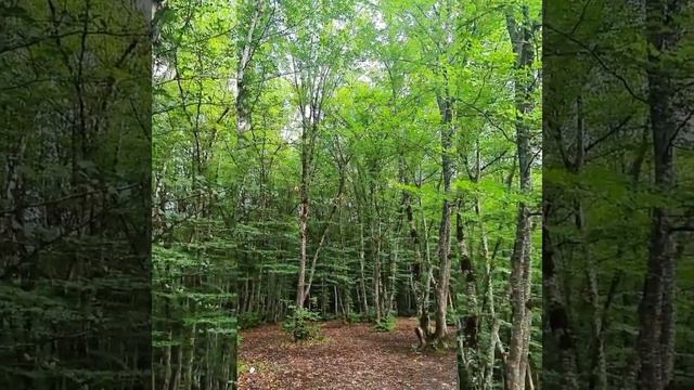 AYSEL İBRAHİMOVA VƏ HÜSEYN MƏHƏMMƏDOĞLU BÖLĞƏLƏRİN BİRİNDƏ BELƏ İSTİRAHƏT EDİR! смотреть онлайн