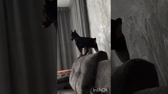 Цверг *YaN* Контроль за всем смотреть онлайн