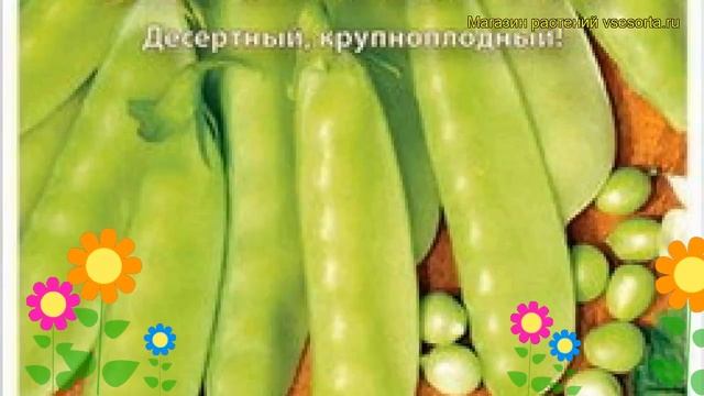 Горох Жегалова 112 (Горох). Краткий обзор, описание характеристик, где купить семена Pisum Sativum