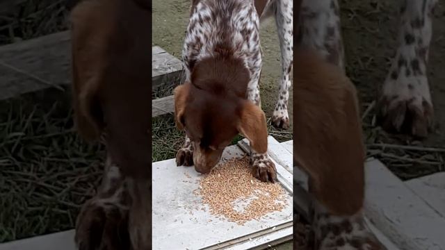 Собака курцхар жрёт свежую пшеницу. смотреть онлайн